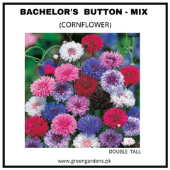 Bachelor's Button Double Tall Seeds - Mix (Cornflower) {WINTER} Polka Dot