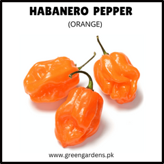 HABANERO PEPPER Seeds - Orange (WINTER)