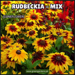 Rudbeckia - Mix Seeds (Coneflowers)