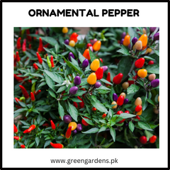 Ornamental Pepper Seeds (WINTER) نمائشی لال مرچ