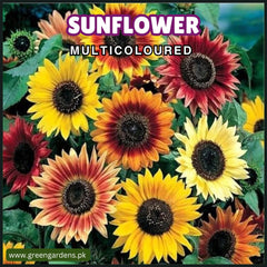 Sunflower - Multicolour سورج مُکھی رنگا رنگ
