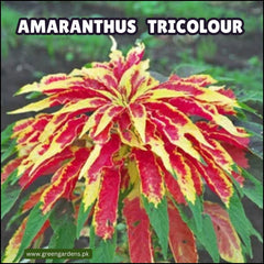 Amaranthus Tricolor Seeds(Summer)