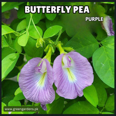 Butterfly Pea Seeds - Purple