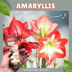 Amaryllis Bulbs (Local)