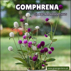 Gomphrena (Globe Amaranth)