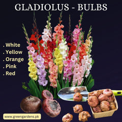 Gladiolus Bulbs - Pack of 25
(Orange, Pink, Yellow, Red, White)