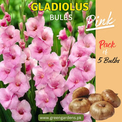 Gladiolus Bulbs - Pink ( Pack of 5)