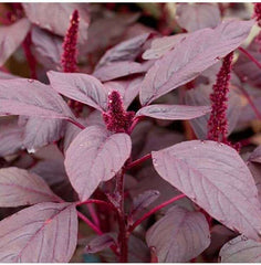 Red Amaranthus Seeds
لال چو لائی کا ساگ