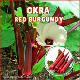 Okra (Red Burgundy) Seeds
لال بھنڈی