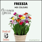 Freesia Bulbs Mix – Cut Flower Special (Pack of 5)