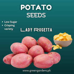 Potato (Lady Rosetta Variety)  {WINTER} – 1 Kg