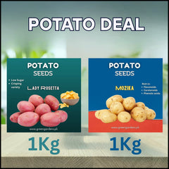 Potato Deal – Lady {WINTER} Rosetta & Mozika (1kg + 1kg)