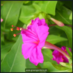 4′ O Clock , Mirabilis Jalapa Seeds (Rose) گلِ عباسی