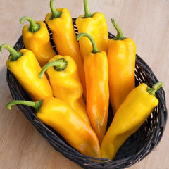 Sweet Pepper Yellow - Corno di Toro Giallo (Bull’s Horn" pepper) ITALIAN {WINTER}