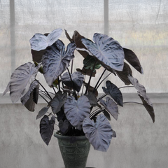 Alocasia Bulbs - BLACK (Elephant Ear) - Pack of 5