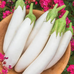 Eggplant White, F1 Hybrid (Long)  {WINTER} بینگن سفید لمبا