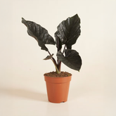 Alocasia Bulbs - Black (Elephant Ear)