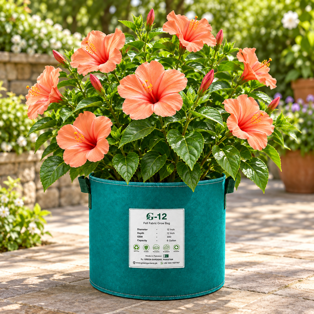 Salmon 4 O'Clock Mirabilis jalapa with fragrant salmon-pink trumpet-shaped flowers – summer flower seeds for pots grow bags and garden beds in Pakistan