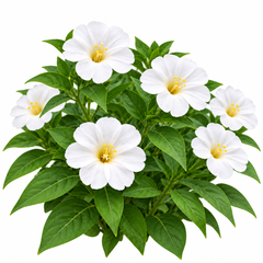 White 4 O'Clock Mirabilis jalapa with fragrant trumpet-shaped white flowers – summer flower seeds for pots grow bags and garden beds in Pakistan