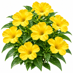 Yellow 4 O'Clock Mirabilis jalapa with fragrant trumpet-shaped yellow flowers – summer flower seeds for pots grow bags and garden beds in Pakistan