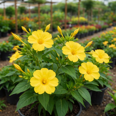 4′ O Clock, Mirabilis Jalapa Seeds (Yellow) گلِ عباسی