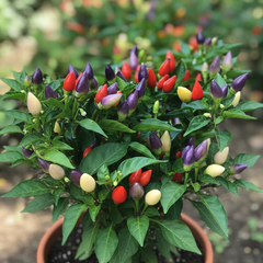 Seven Colour Pepper Seeds