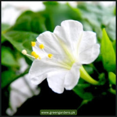 4′ O Clock , Mirabilis Jalapa Seeds (White) گلِ عباسی