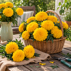 African Marigold Gold by PanAmerican Seeds with large full golden-yellow flowers – Tagetes erecta flower seeds for home gardening in Pakistan