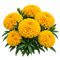 African Marigold Gold by PanAmerican Seeds with large full golden-yellow flowers – Tagetes erecta flower seeds for home gardening in Pakistan