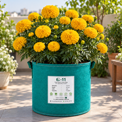 African Marigold Gold by PanAmerican Seeds with large full golden-yellow flowers – Tagetes erecta flower seeds for home gardening in Pakistan