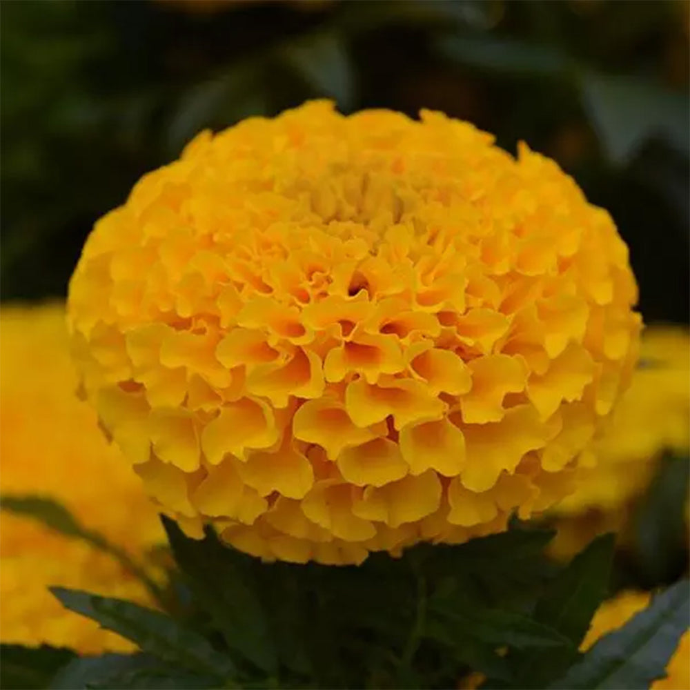 African Marigold Gold by PanAmerican Seeds with large full golden-yellow flowers – Tagetes erecta flower seeds for home gardening in Pakistan