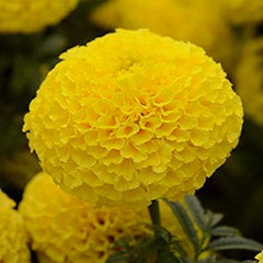 African Marigold Yellow by PanAmerican Seeds with large full bright-yellow flowers – Tagetes erecta flower seeds for home gardening in Pakistan