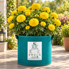 African Marigold Yellow by PanAmerican Seeds with large full bright-yellow flowers – Tagetes erecta flower seeds for home gardening in Pakistan
