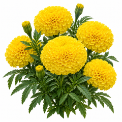 African Marigold Yellow by PanAmerican Seeds with large full bright-yellow flowers – Tagetes erecta flower seeds for home gardening in Pakistan