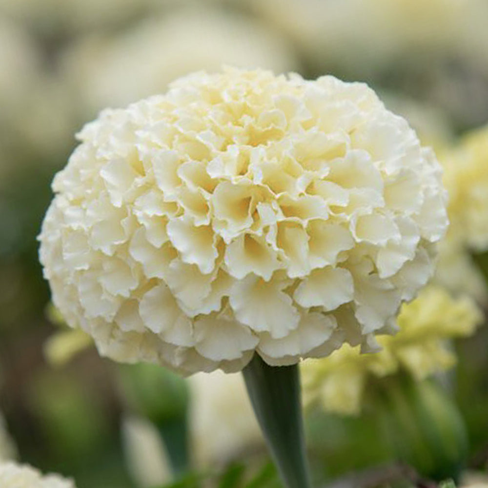 African Marigold White by PanAmerican Seeds with large full creamy-white flowers – Tagetes erecta flower seeds for home gardening in Pakistan