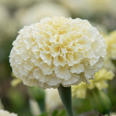 African Marigold White by PanAmerican Seeds with large full creamy-white flowers – Tagetes erecta flower seeds for home gardening in Pakistan