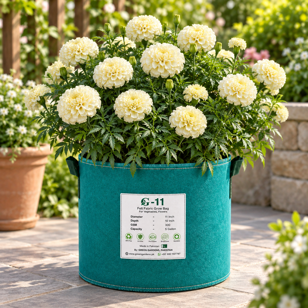 African Marigold White by PanAmerican Seeds with large full creamy-white flowers – Tagetes erecta flower seeds for home gardening in Pakistan
