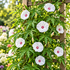 Alamo Vine Merremia dissecta with white trumpet-shaped flowers and deep maroon-purple centres climbing on trellis – summer vine seeds in Pakistan