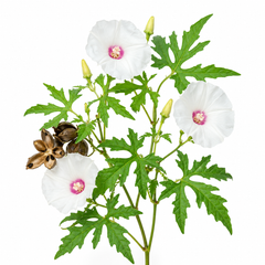 Alamo Vine Seeds