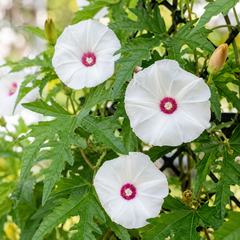 Alamo Vine Seeds