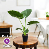 Alocasia Bulbs - GREEN (Elephant Ear) - Pack of 5