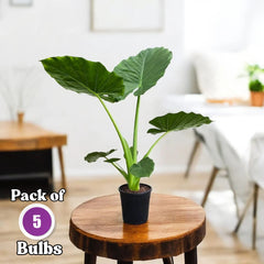 Alocasia Bulbs - GREEN (Elephant Ear) - Pack of 5