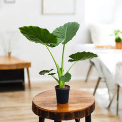 Alocasia Bulbs - GREEN (Elephant Ear)