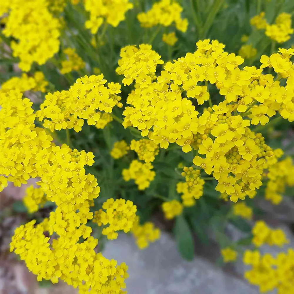 Alyssum_Saxatile_Yellow_2_ GREEN GARDENS
