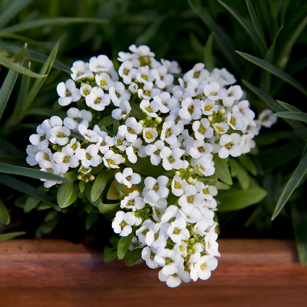 Alyssum White Green Garden