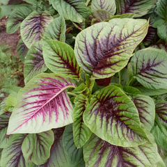 Amaranthus Seeds (Red & Green) {SUMMER}