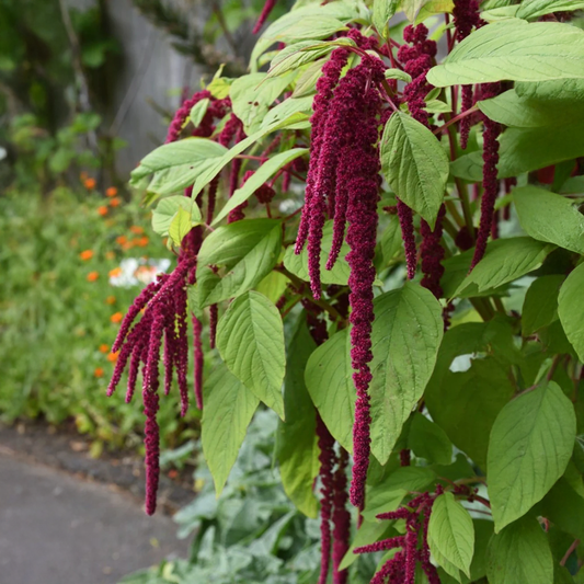 Amaranthus Caudatus Red Seeds (Love-Lies-Bleeding) (Summer)
