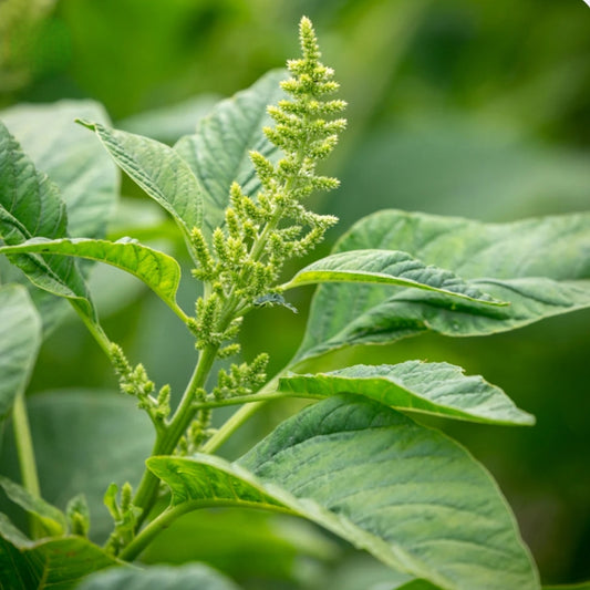 Healthy Amaranthus Green plants with tender fresh green leaves – fast-growing summer leafy vegetable seeds for home gardening in Pakistan