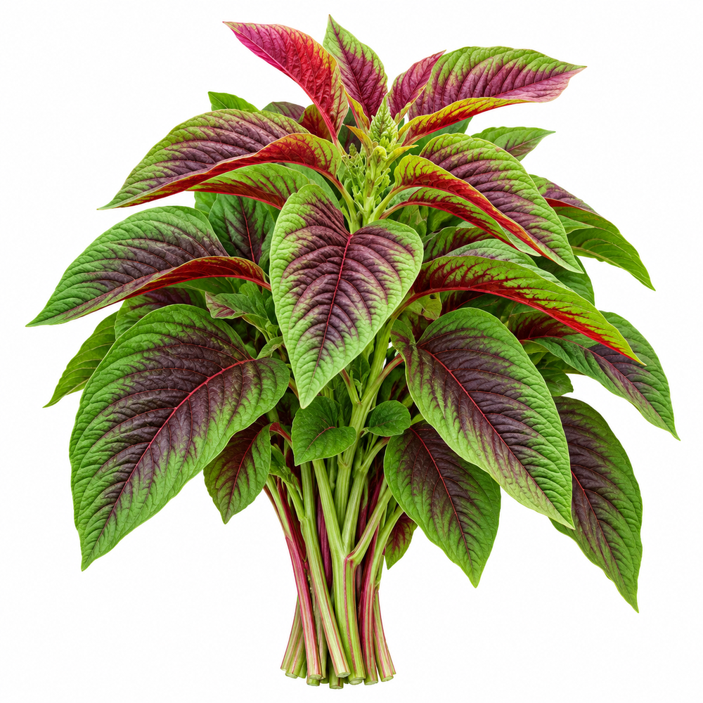 Red and Green Amaranthus with colourful ornamental foliage – summer seeds for pots grow bags borders and garden beds in Pakistan