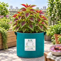 Red and Green Amaranthus with colourful ornamental foliage – summer seeds for pots grow bags borders and garden beds in Pakistan
